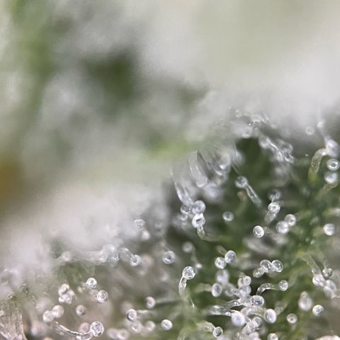 White Widow Automatic by KilliczGe growlog timeline photo