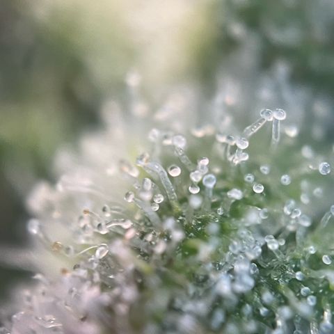 White Widow Automatic by KilliczGe growlog timeline photo