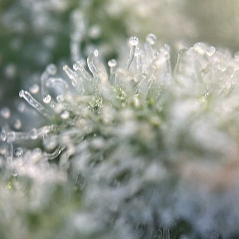 White Widow Automatic by KilliczGe growlog timeline photo