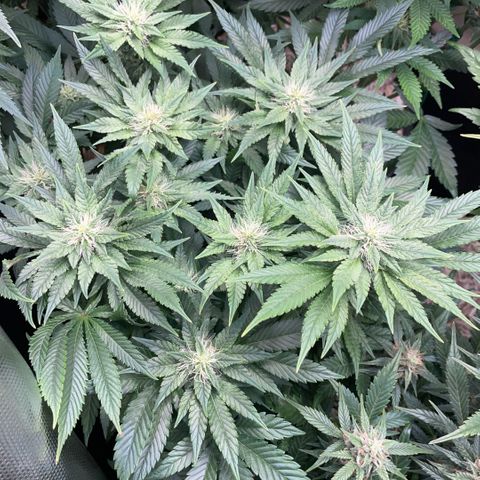 Big Bud by KilliczGe growlog timeline photo