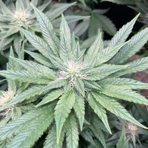 Big Bud by KilliczGe growlog timeline photo