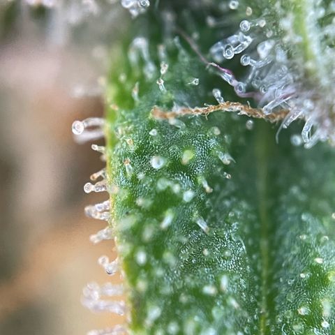 Purple Punch Automatic by KilliczGe growlog timeline photo