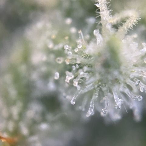 White Widow Automatic by KilliczGe growlog timeline photo