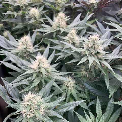 Permanent Marker by KilliczGe growlog timeline photo