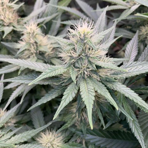 Permanent Marker by KilliczGe growlog timeline photo