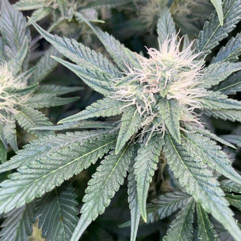 Purple Zkittlez #2 by KilliczGe growlog timeline photo