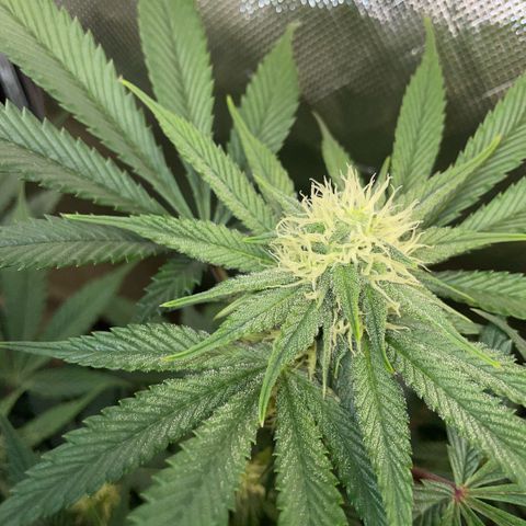 Purple Zkittlez #1 by KilliczGe growlog timeline photo