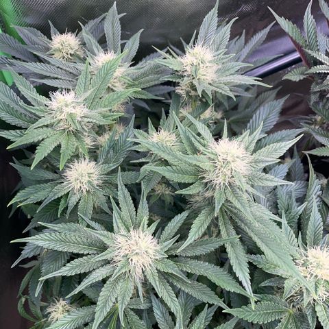 Purple Zkittlez #2 by KilliczGe growlog timeline photo