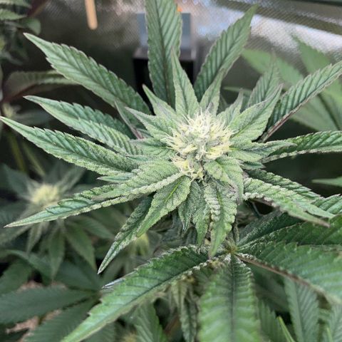 Cereal Milk #3 by KilliczGe growlog timeline photo