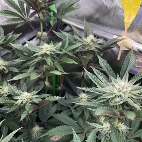 Cereal Milk #3 by KilliczGe growlog timeline photo