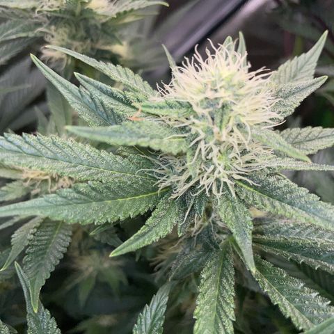 Purple Zkittlez #2 by KilliczGe growlog timeline photo