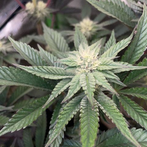 Cereal Milk #3 by KilliczGe growlog timeline photo