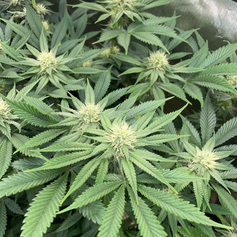 Purple Zkittlez #1 by KilliczGe growlog timeline photo