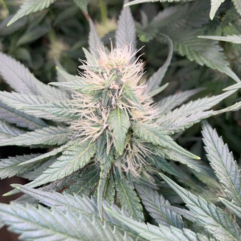 Permanent Marker by KilliczGe growlog timeline photo