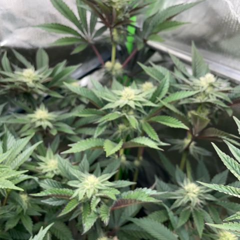 Cereal Milk #3 by KilliczGe growlog timeline photo