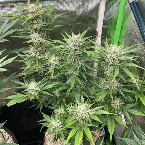 White Widow Automatic by KilliczGe growlog timeline photo