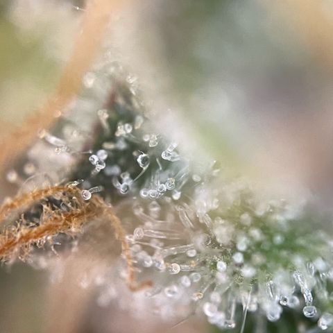 Purple Punch Automatic by KilliczGe growlog timeline photo