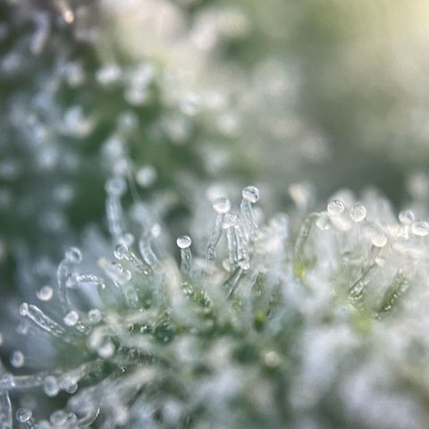 White Widow Automatic by KilliczGe growlog timeline photo