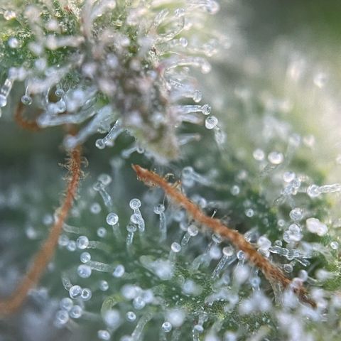 White Widow Automatic by KilliczGe growlog timeline photo