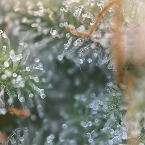 White Widow Automatic by KilliczGe growlog timeline photo