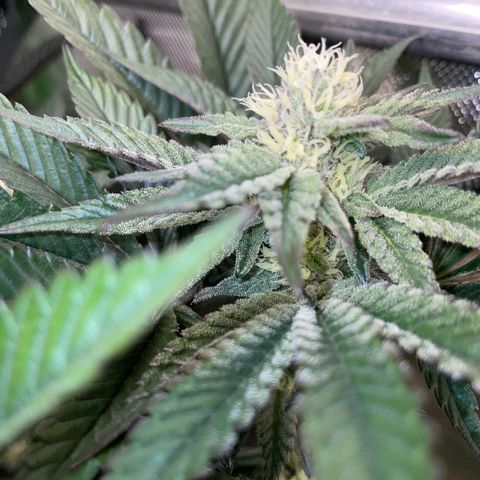 Cereal Milk #3 by KilliczGe growlog timeline photo