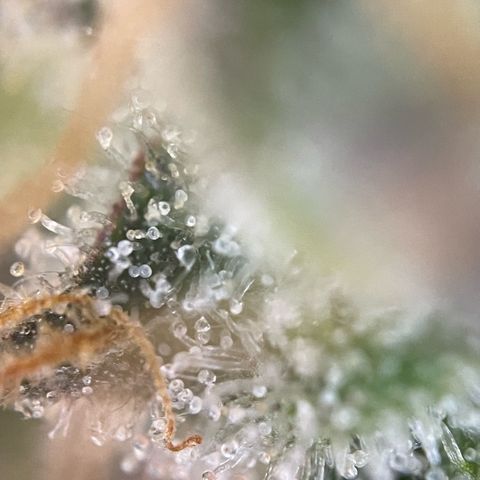 Purple Punch Automatic by KilliczGe growlog timeline photo