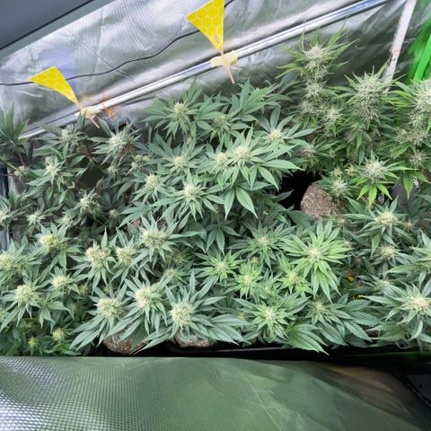 Purple Punch Automatic by KilliczGe growlog timeline photo