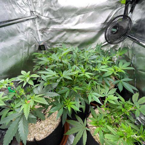 Dante’s Inferno - Mile High Dave by KilliczGe growlog timeline photo