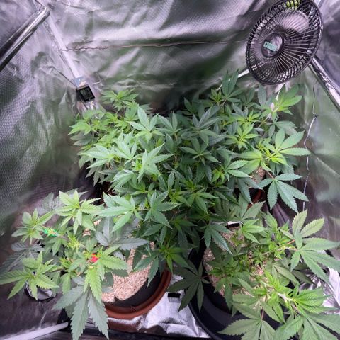 Dante’s Inferno - Mile High Dave by KilliczGe growlog timeline photo