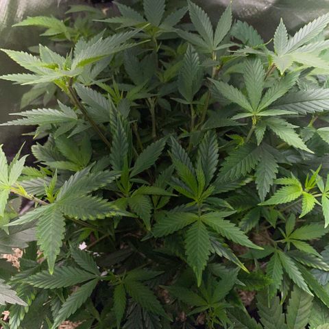 Tangerine Dream Clon #1 by KilliczGe growlog timeline photo