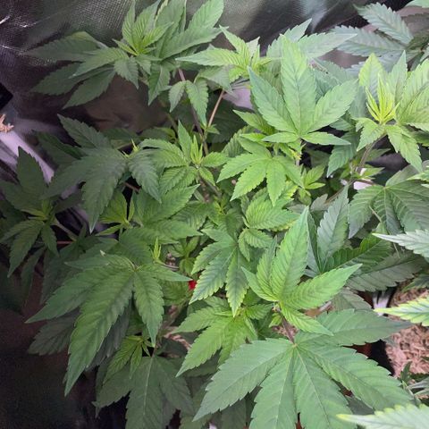 Big Bud 1 Klon 1 by KilliczGe growlog timeline photo