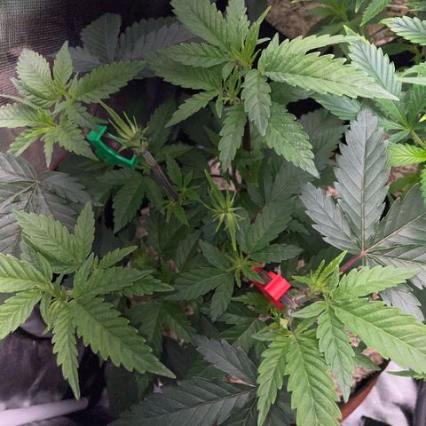 Dante’s Inferno - Mile High Dave by KilliczGe growlog timeline photo