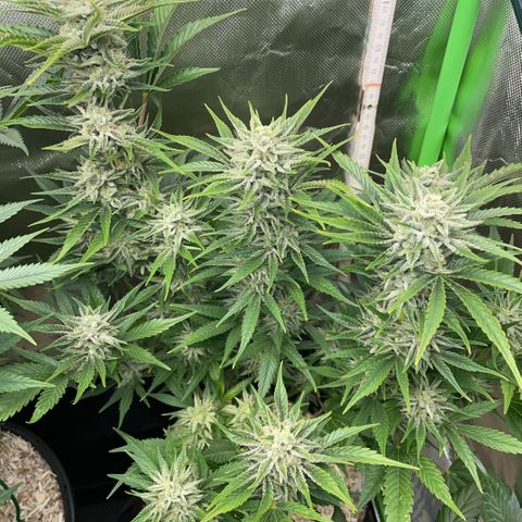 White Widow Automatic by KilliczGe growlog timeline photo