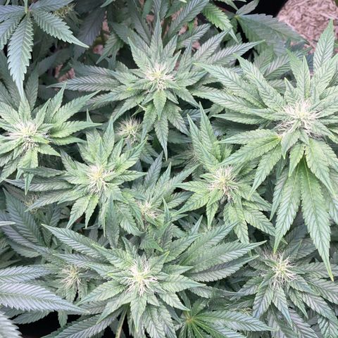 Big Bud by KilliczGe growlog timeline photo