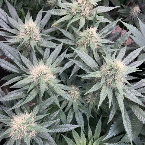 Permanent Marker by KilliczGe growlog timeline photo