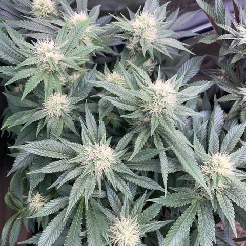 Purple Zkittlez #2 by KilliczGe growlog timeline photo