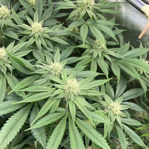 Purple Zkittlez #1 by KilliczGe growlog timeline photo
