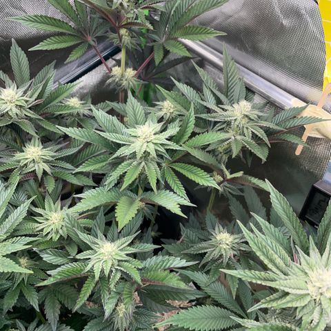 Cereal Milk #3 by KilliczGe growlog timeline photo