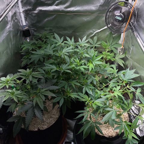 Dante’s Inferno - Mile High Dave by KilliczGe growlog timeline photo