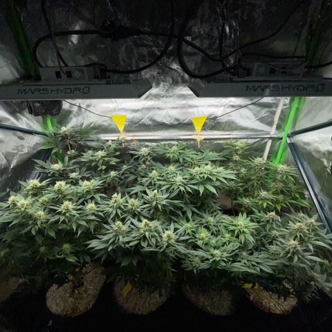 Purple Punch Automatic by KilliczGe growlog timeline photo