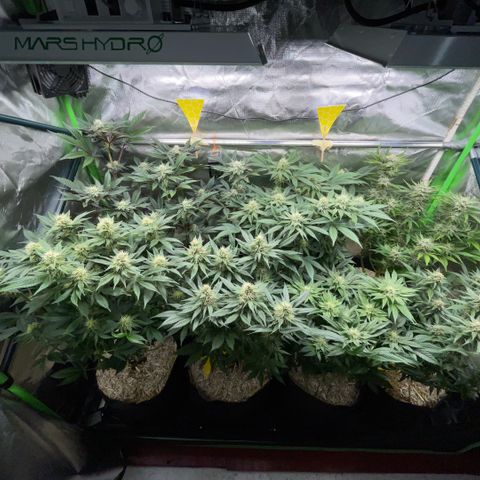 Purple Punch Automatic by KilliczGe growlog timeline photo