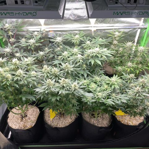 Purple Punch Automatic by KilliczGe growlog timeline photo