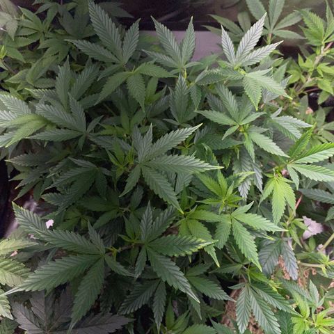 Tangerine Dream Clon #1 by KilliczGe growlog timeline photo