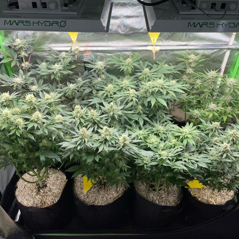 Purple Punch Automatic by KilliczGe growlog timeline photo