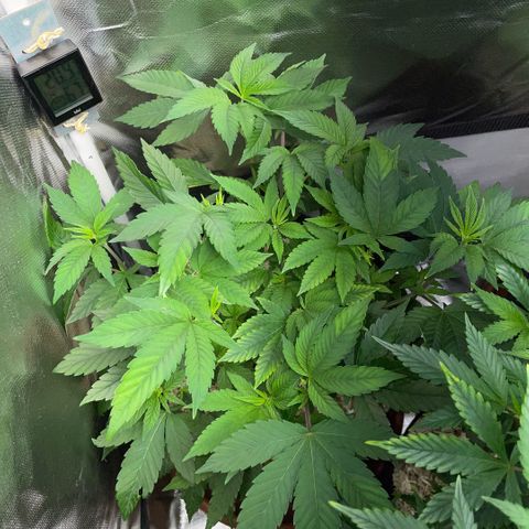 Big Bud 1 Klon 1 by KilliczGe growlog timeline photo