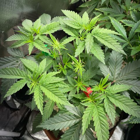 Dante’s Inferno - Mile High Dave by KilliczGe growlog timeline photo