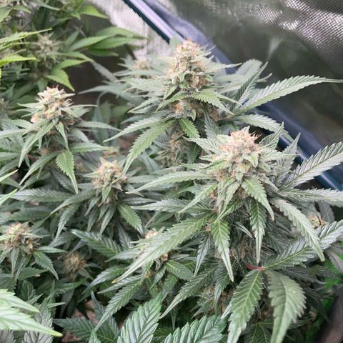 Purple Punch Automatic by KilliczGe growlog timeline photo