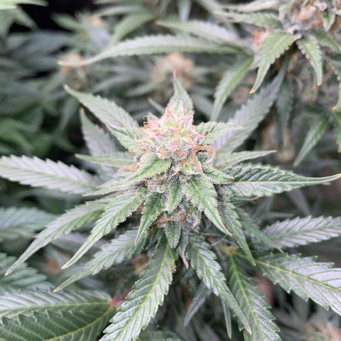 Purple Punch Automatic by KilliczGe growlog timeline photo