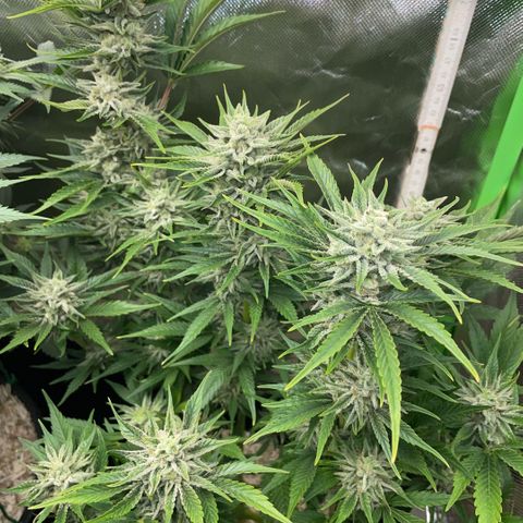 White Widow Automatic by KilliczGe growlog timeline photo