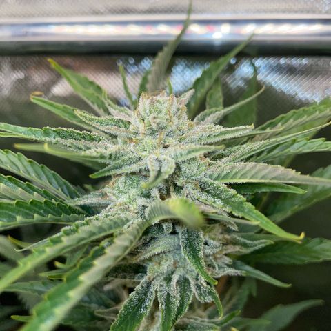 White Widow Automatic by KilliczGe growlog timeline photo